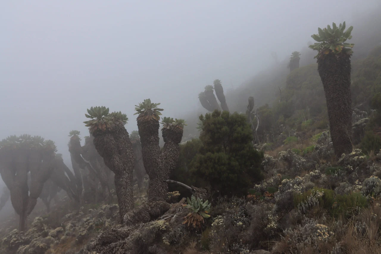 Il Dendrosenecio gigante si può osservare sulla via più bella del Kilimangiaro – Lemosho – e su altri itinerari meridionali e occidentali