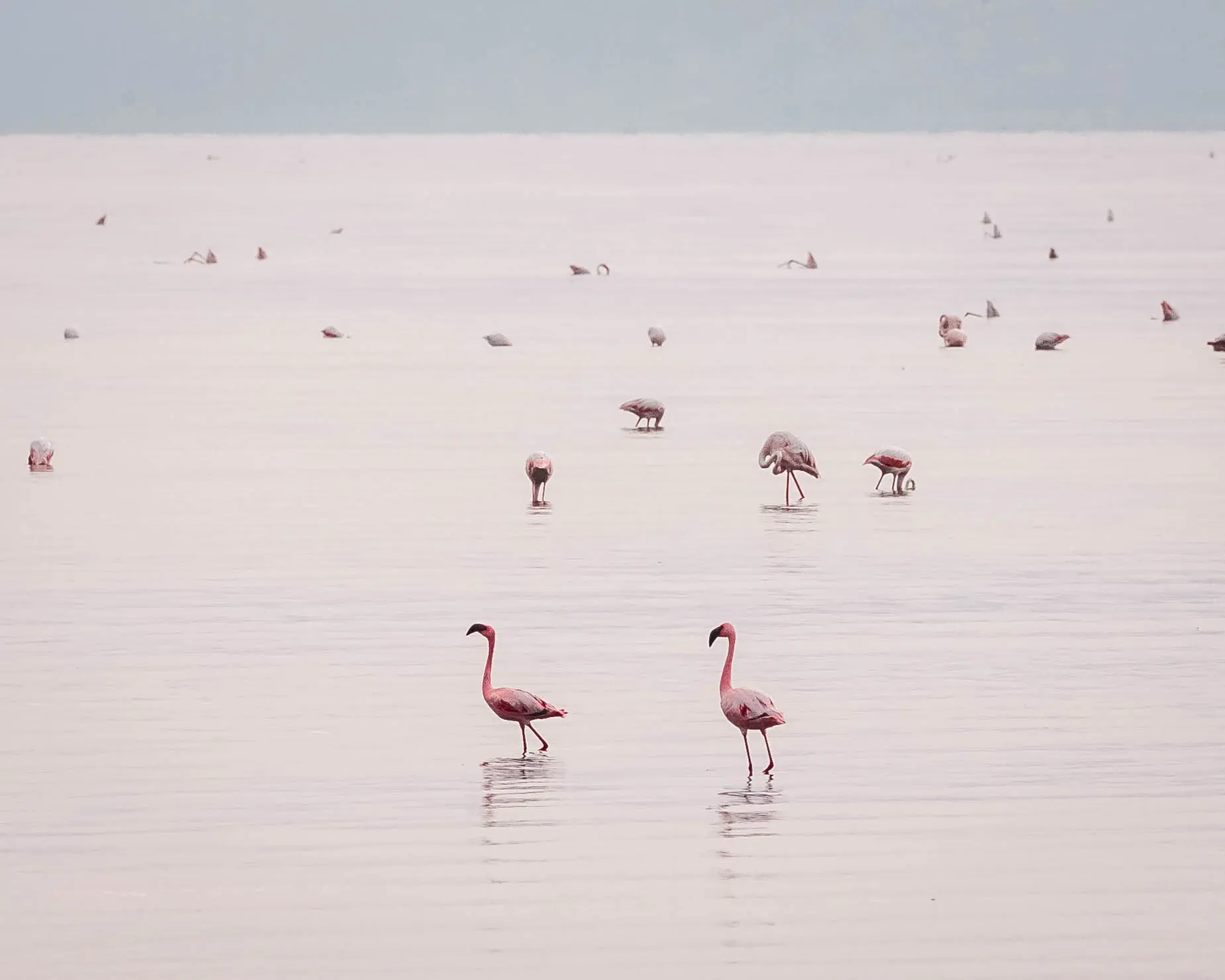 La costruzione di una diga idroelettrica e di un impianto per il carbonato di sodio potrebbe distruggere l’ecosistema unico del lago Natron. Foto: archivio Altezza Travel