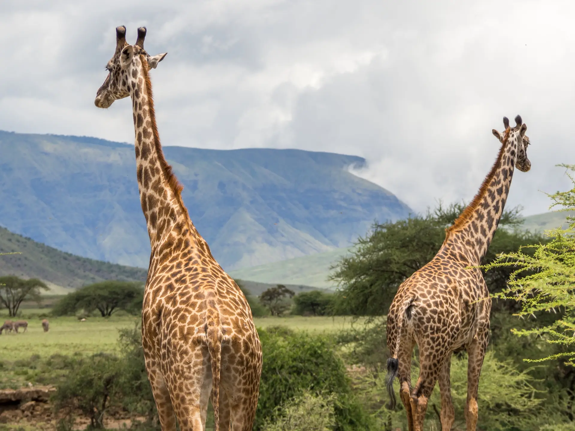 Giraffe al lago Natron