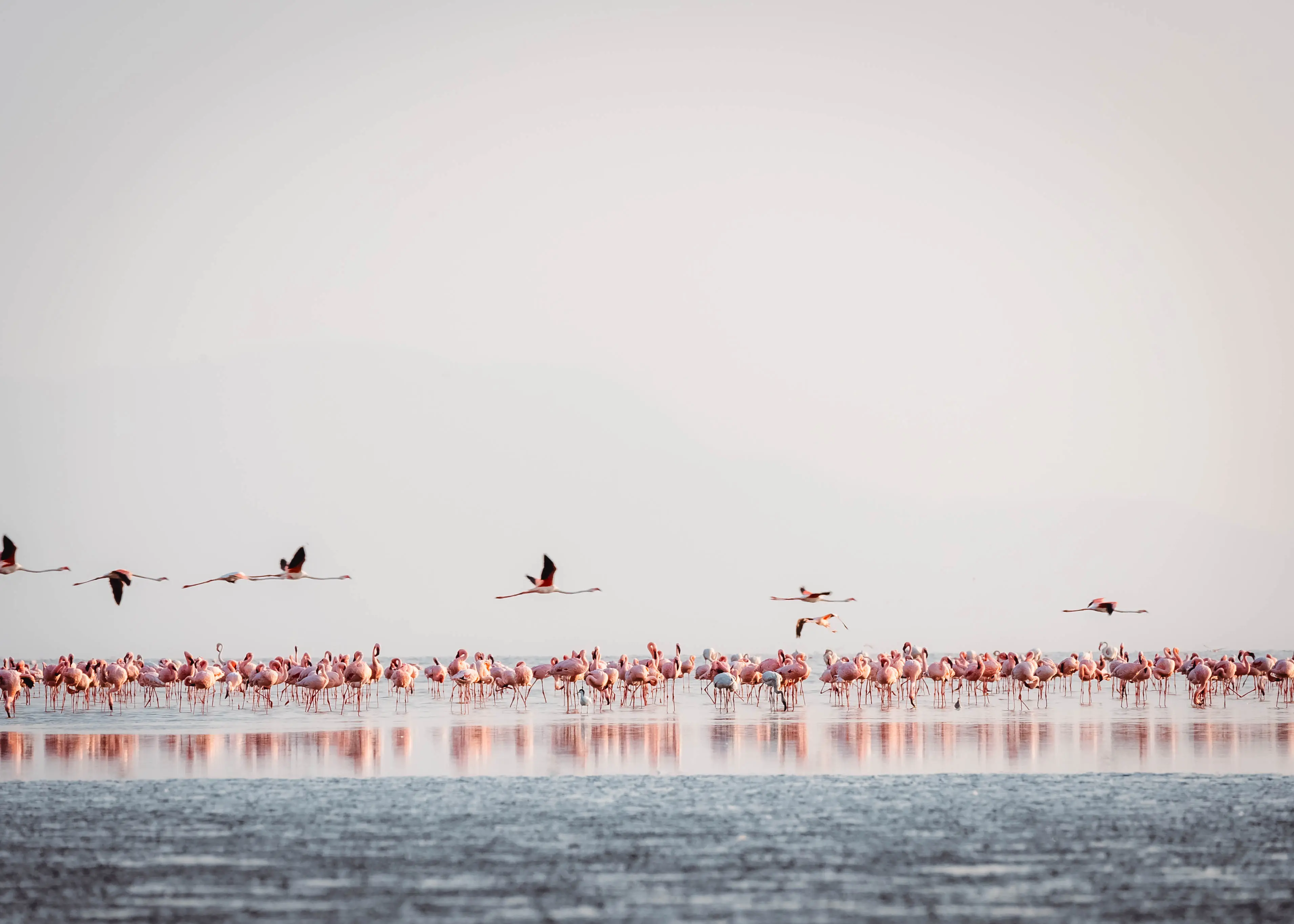 Il lago Natron, area di nidificazione dei fenicotteri minori. Foto: archivio Altezza Travel