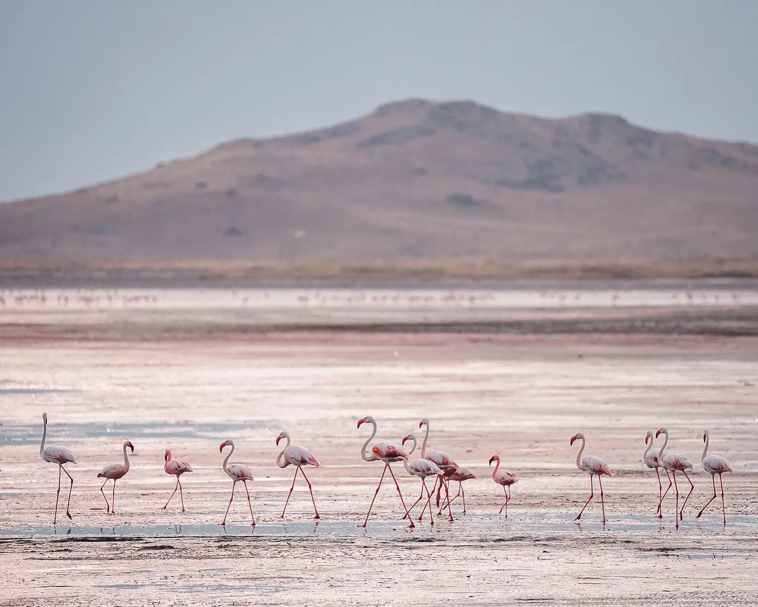 Fenicotteri sulle rive del lago Natron. Foto: archivio Altezza Travel