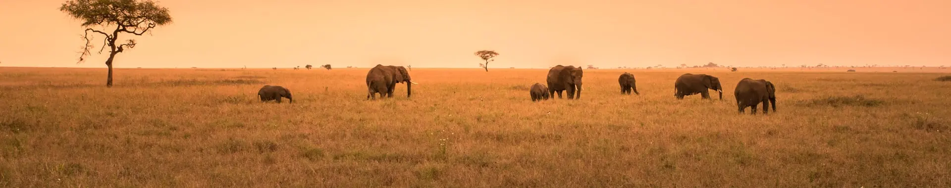 Parco Nazionale di Nyerere (Selous)