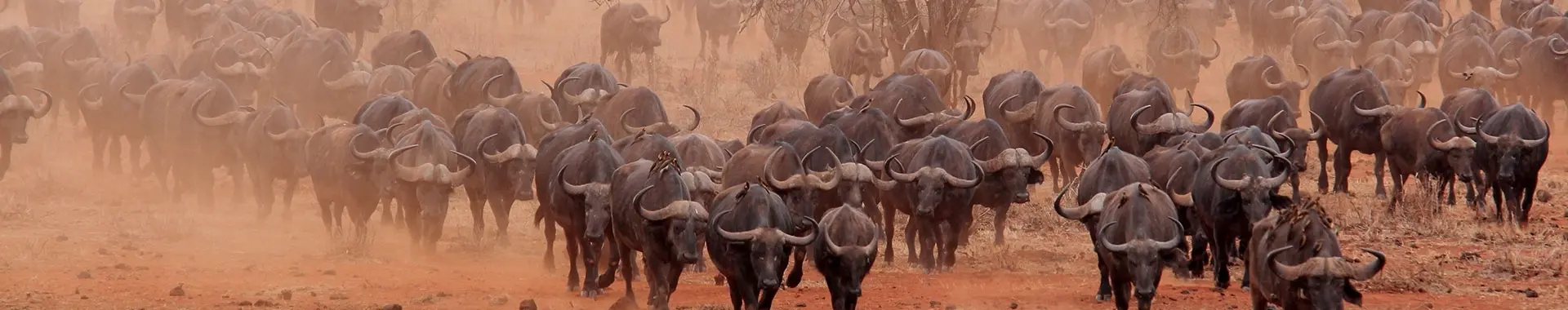 Bufalo africano