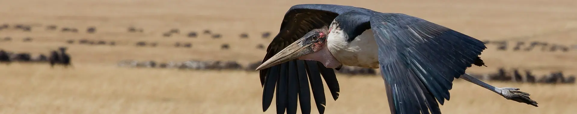 Marabù africano