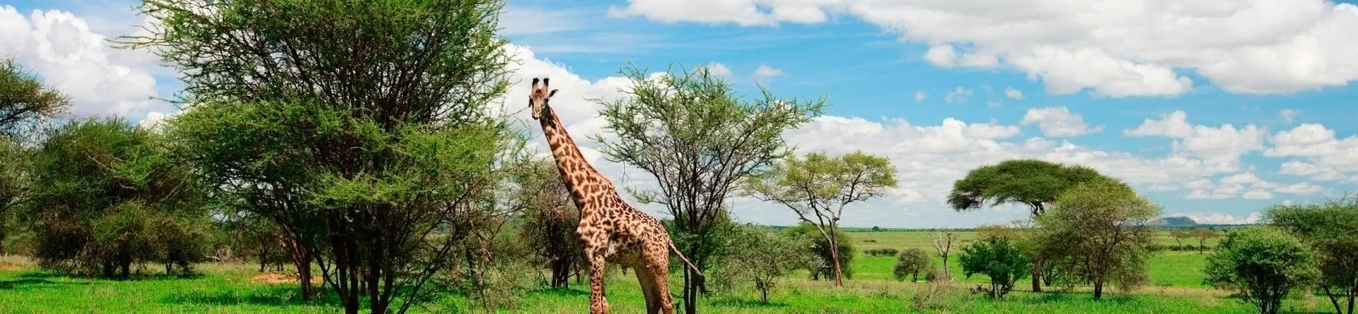 Parco Nazionale di Arusha