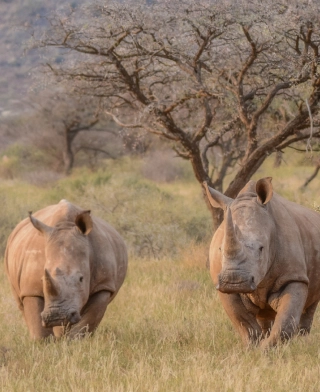 Parco Nazionale di Mkomazi