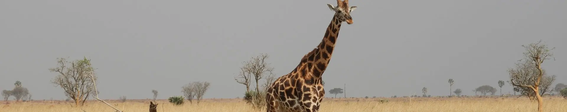 Giraffa africana