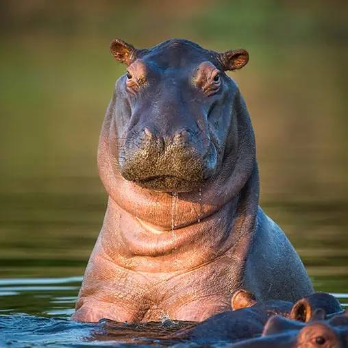 Ippopotamo