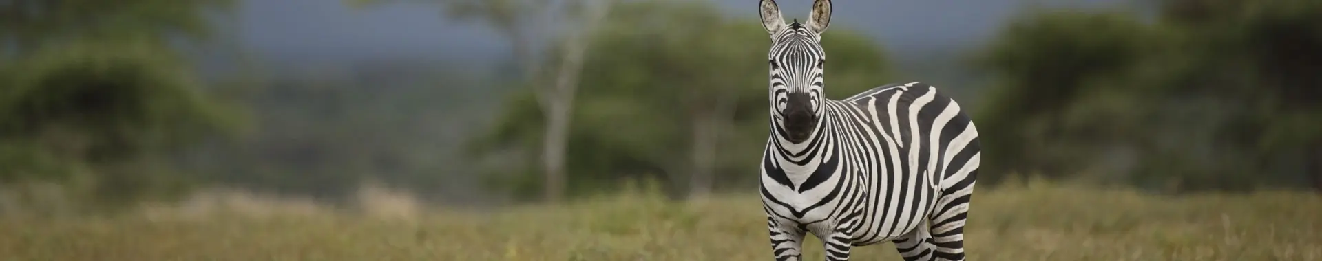Zebra africana