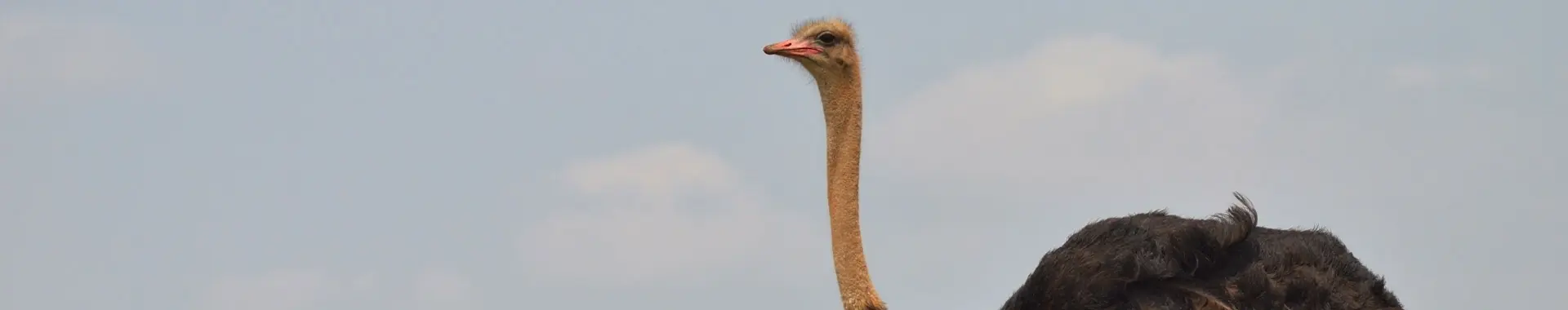 Struzzo africano
