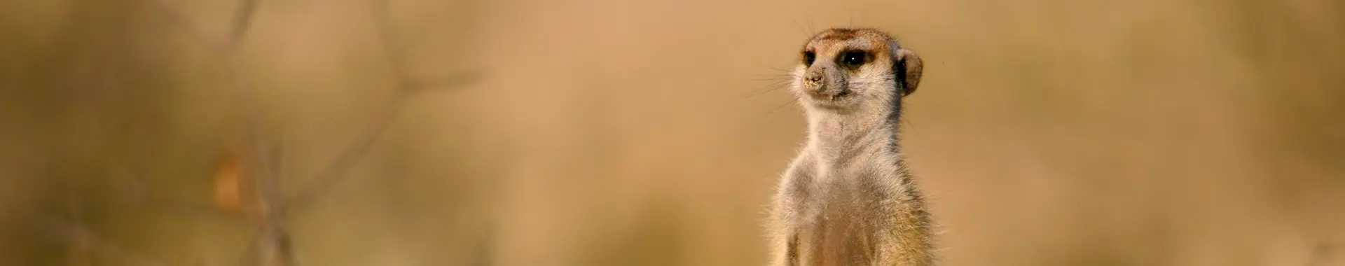 Mangusta africana
