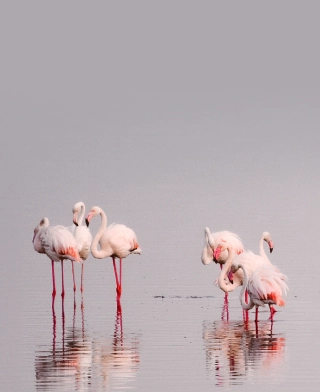 Lago Manyara