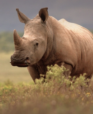 Cratere del Ngorongoro