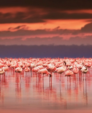 Lago Natron