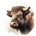 Bufalo