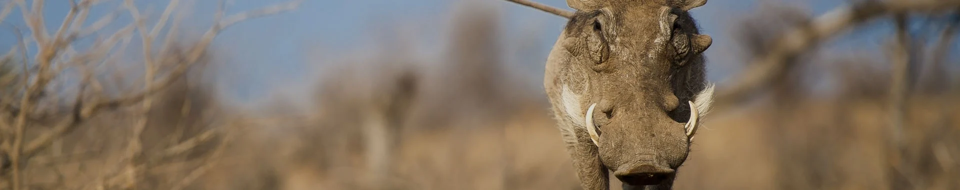Facocero africano