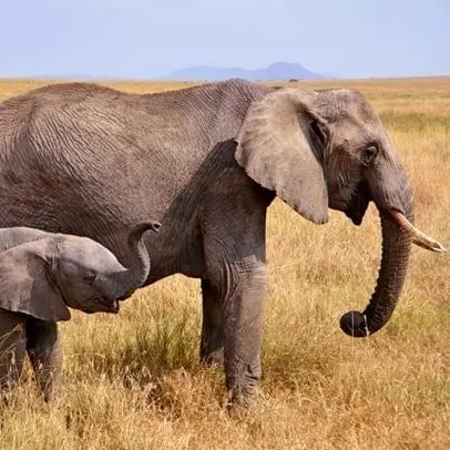 Elefante