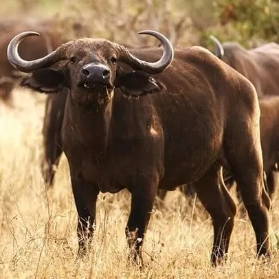 Bufalo