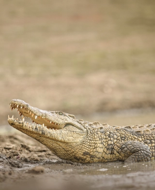 Parco Nazionale di Ruaha