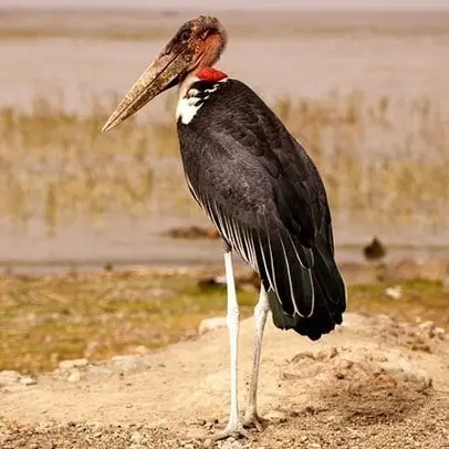Marabù