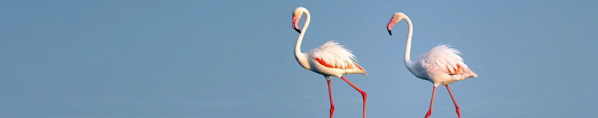 Fenicottero africano