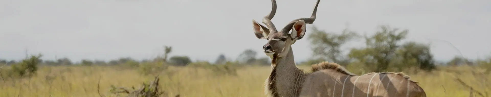 Antilope kudu africana