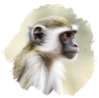 Cercopiteco verde