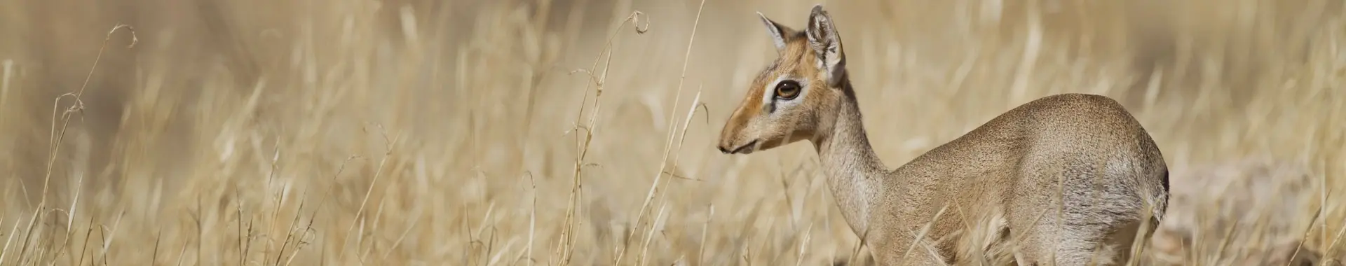 Antilope dik-dik africana