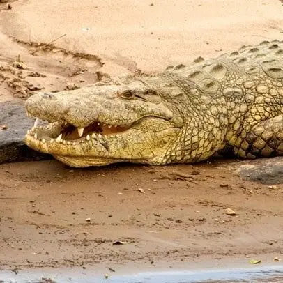 Coccodrillo