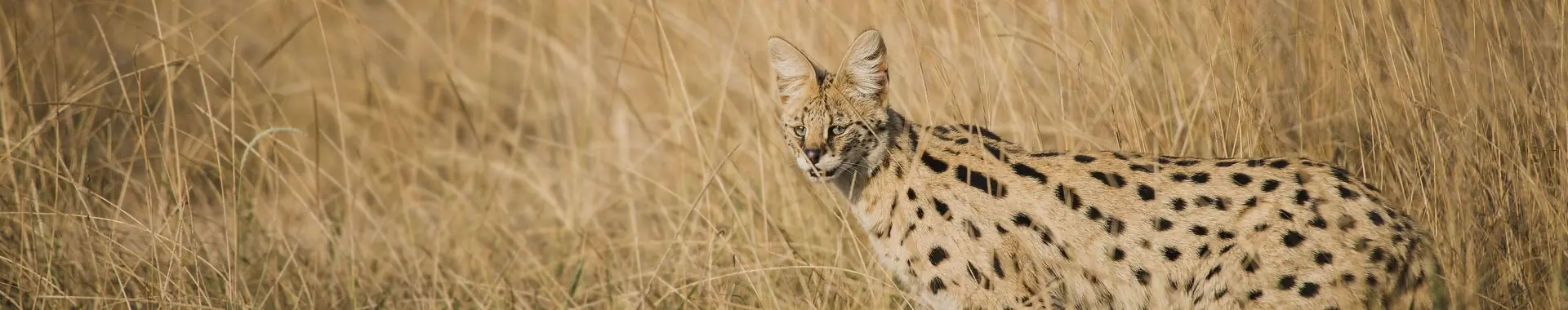 Serval africano
