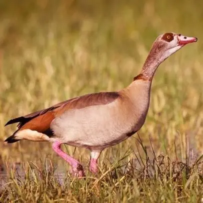Oca egiziana