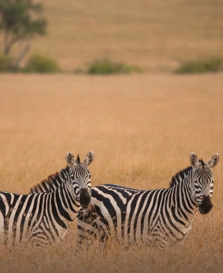 Parco Nazionale di Arusha