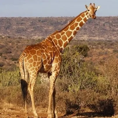 Giraffa