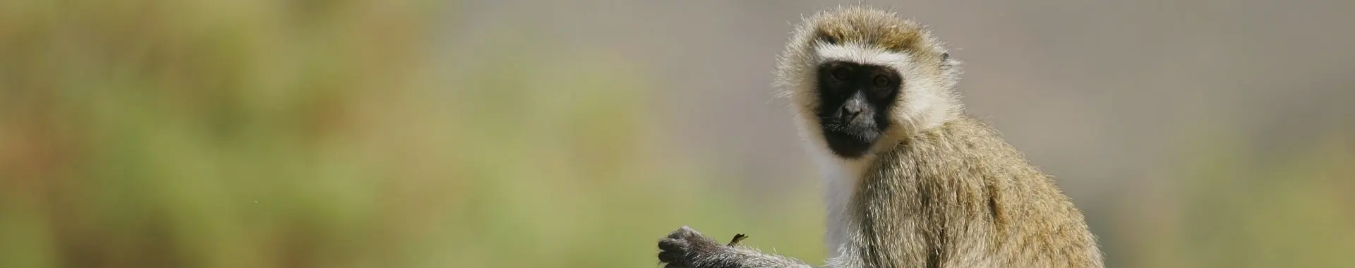 Cercopiteco verde africano