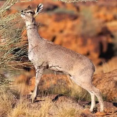 Antilope saltarupe